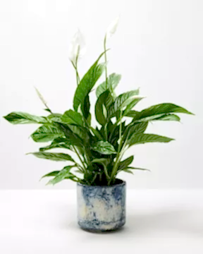 Peace Lily In Blue Fractured Plant Pot