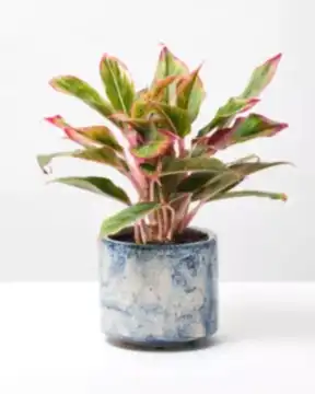 Red Chinese Evergreen 4
