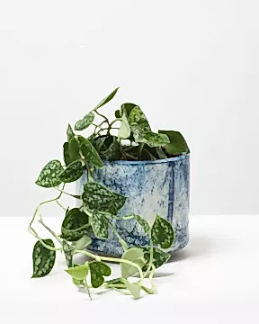 Satin Pothos 4