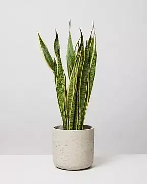 Snake Plant Laurentii  In Curved Fiberclay Stone Plant Pot