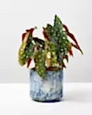 Polka Dot Begonia 1