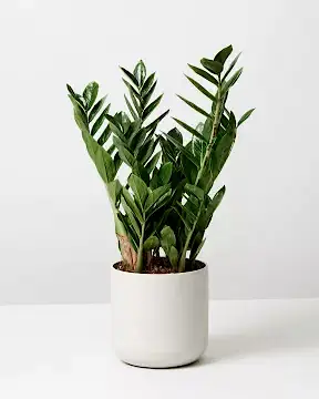 ZZ Plant In Soft Round White Plant Pot